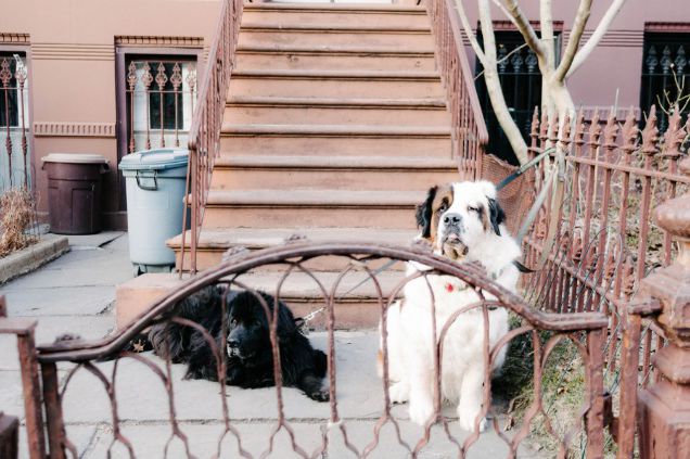 Are these cool Brooklyn dogs authentically un-vaccinated or nah?